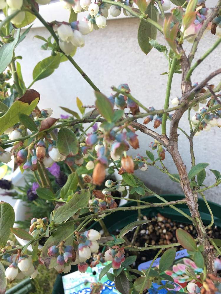 ３ 5月 鉢植えブルーベリー成長記録 Greensnap グリーンスナップ