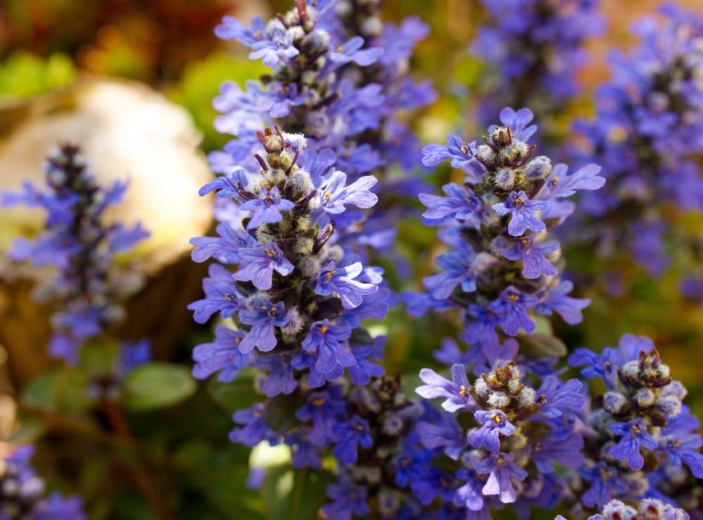 アジュガ チョコレートチップの投稿画像 By ぽかぽかなおさん 植えっぱなしと我が家の花壇とガーデニングと花のある暮らしとお花 19月4月16日 Greensnap グリーンスナップ