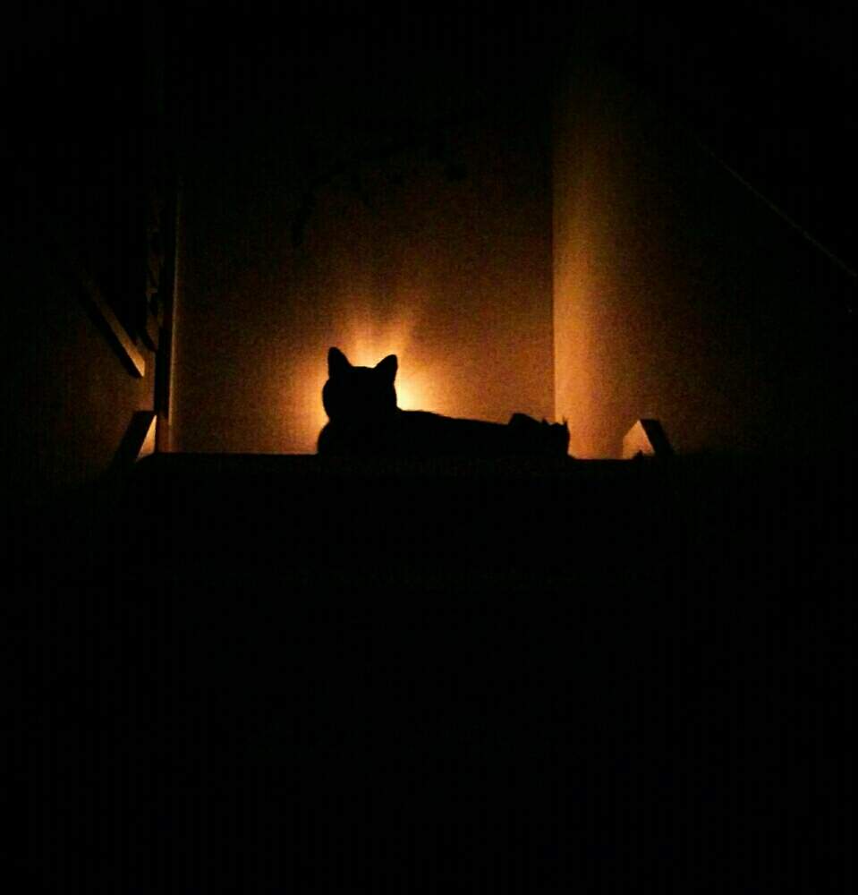 猫草の投稿画像 By Mimo さん 犬好きとネコのいる暮らしと後光がさしてと猫好きと夜のひとときと犬のいる暮らしと花のある暮らし 19月4月16日 Greensnap グリーンスナップ