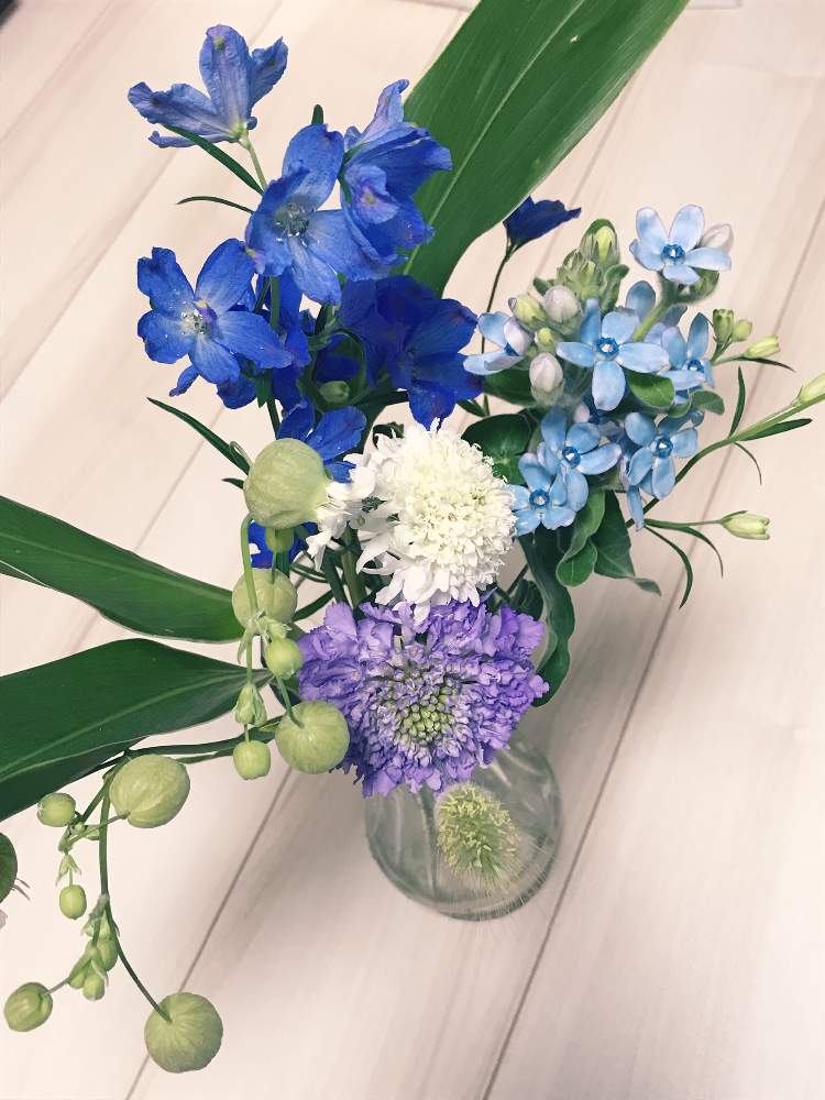 デルフィニウムの投稿画像 By Goppanaさん スカビオサとグリーンベルとオキシペタラム ブルースターと色とりどりと癒しと季節の花と綺麗な花を咲かすと花のある暮らし 19月4月16日 Greensnap グリーンスナップ