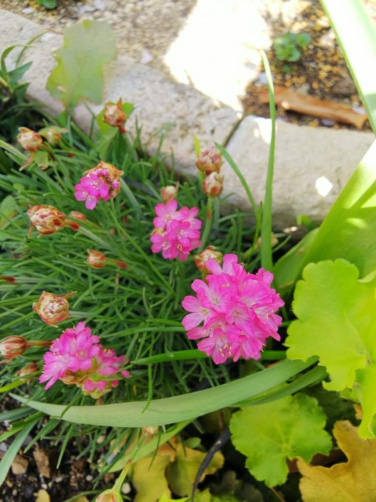 アルメリアの投稿画像 By Tkmさん ピンクの花と花壇と可愛い 19月4月16日 Greensnap グリーンスナップ
