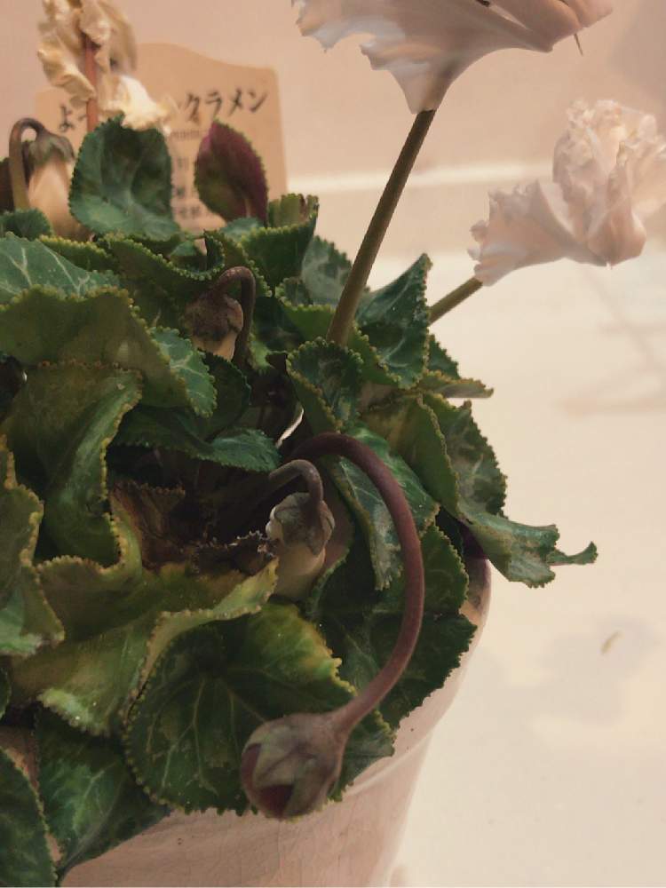 シクラメンの投稿画像 By だぃさん 種できたと植中毒と新潟市とシクラメン大好きと新潟とお花 19月4月16日 Greensnap グリーンスナップ