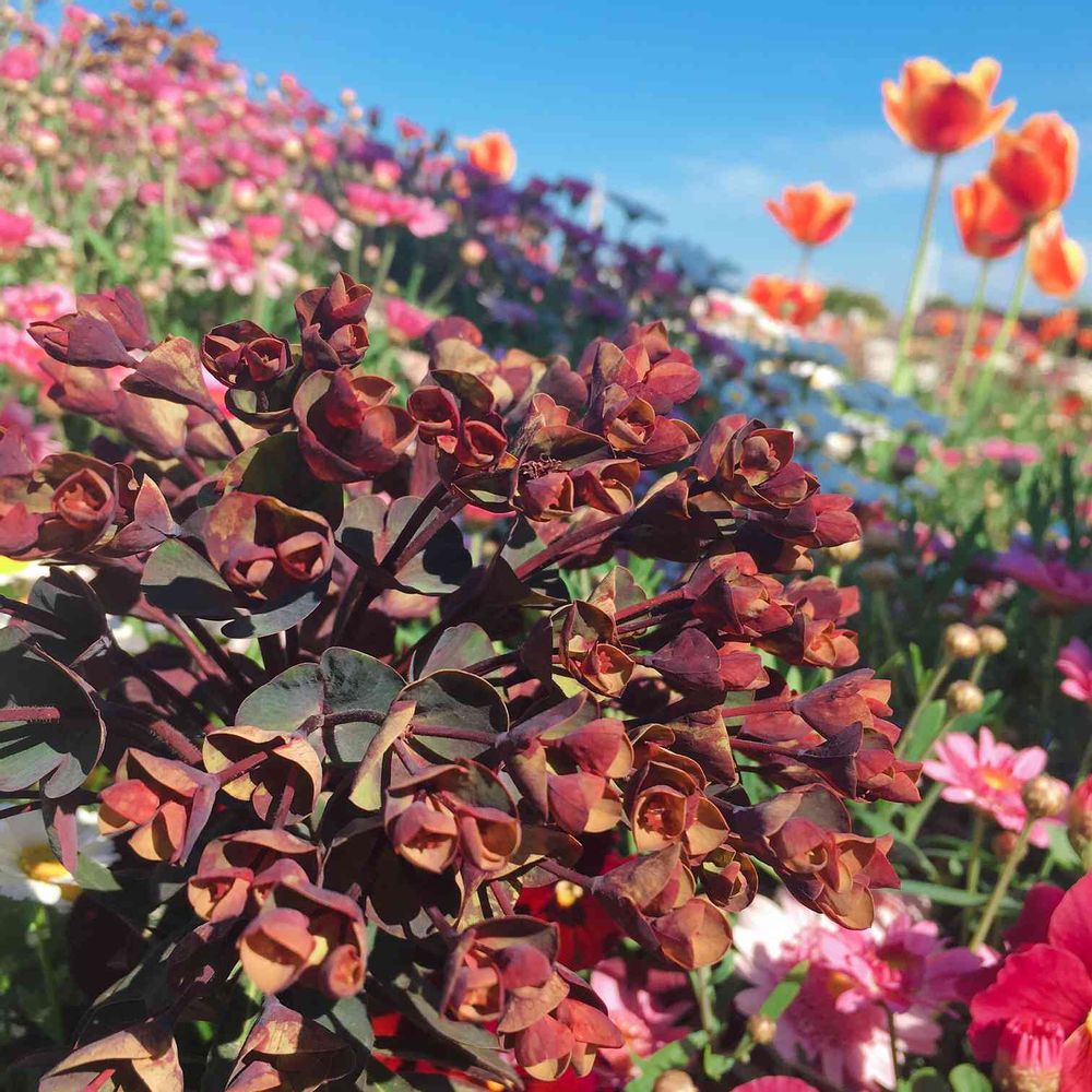 みほさんの山下公園への投稿