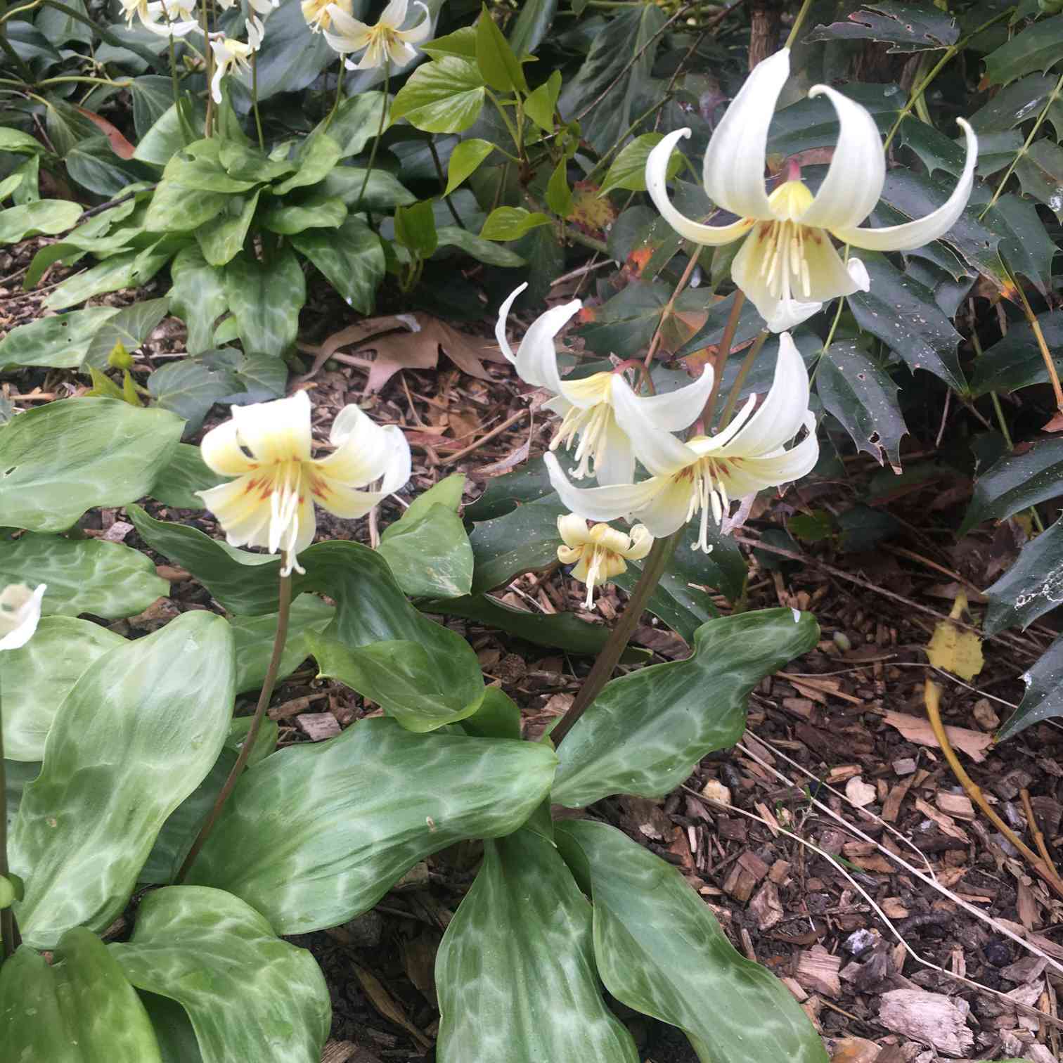 カタクリ白花　山野草 山野草 日本カタクリ 青軸白花 路傍の花：シロバナカタクリ | ヨシノ備忘録