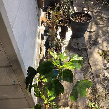 おしえてつかぁさい の投稿画像一覧 Greensnap グリーンスナップ