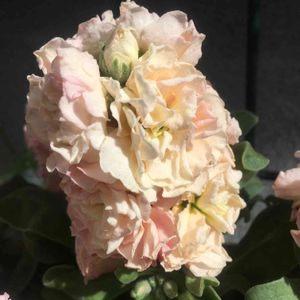 アプローチの画像