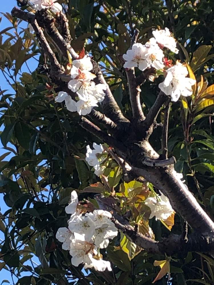 ぜいたくアメリカンチェリー 花 最高の花の画像