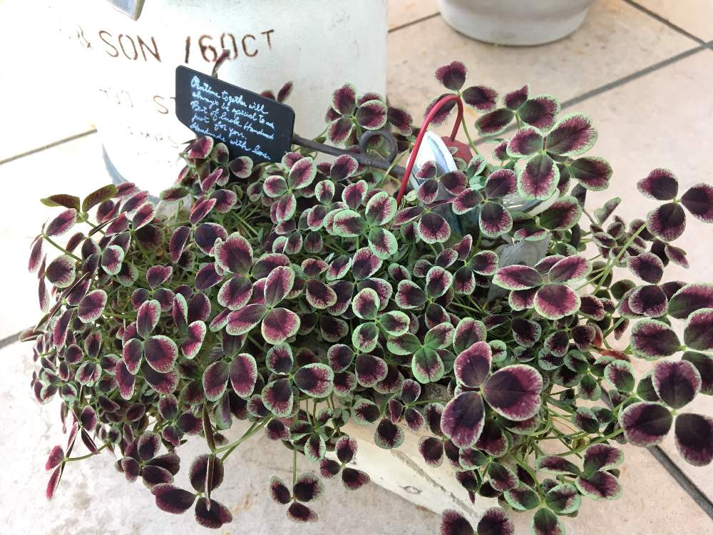 4月の投稿画像 By さちはなさん プリンセスクローバーと今日の１枚とはるのお花 と花のある暮らし 19月4月17日 Greensnap グリーンスナップ