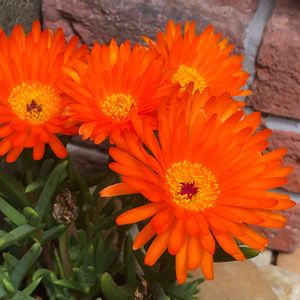 マツバギク・オレンジ,グランドカバー,花のある暮らし,多肉のある暮らし,オレンジ色の花の画像