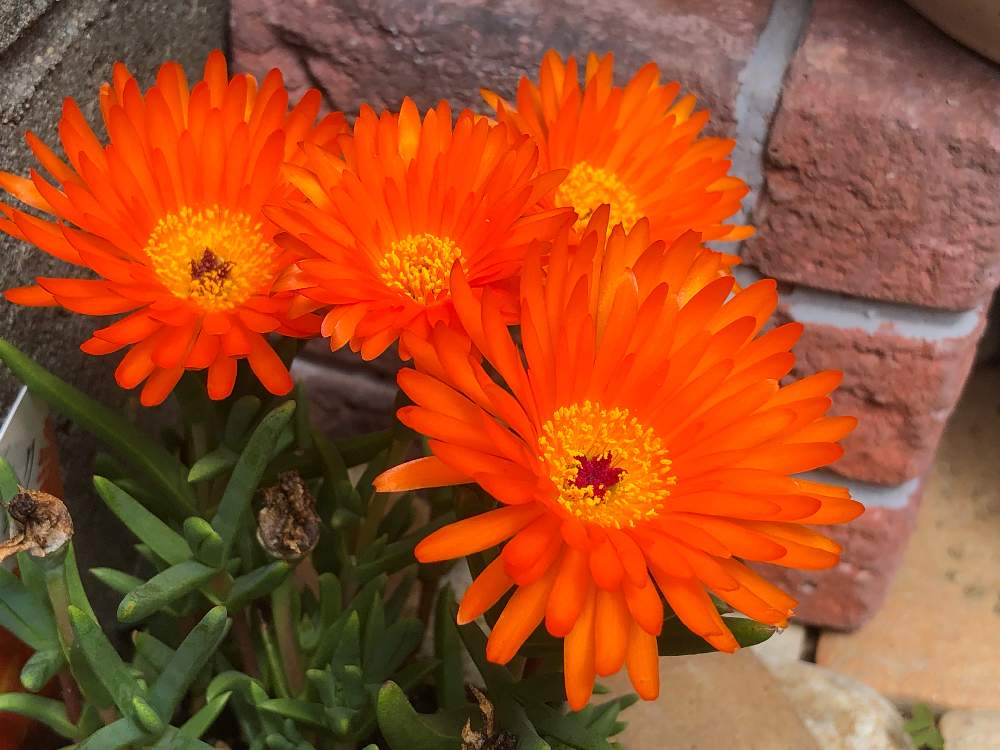 マツバギク オレンジの投稿画像 By ぽむさん オレンジの花と花のある暮らしと多肉のある暮らしとグランドカバー 19月4月17日 Greensnap グリーンスナップ
