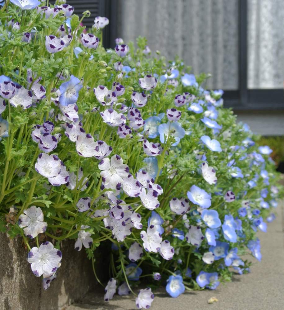 ネモフィラ マクラータの投稿画像 By あおぞらさん ネモフィラ インシグニスブルーとネモフィラと春のお花と種まきと花壇と青い花とつぼみとはるが来た と徒長とガーデニングと青い花マニアと一年草 19月4月17日 Greensnap グリーンスナップ