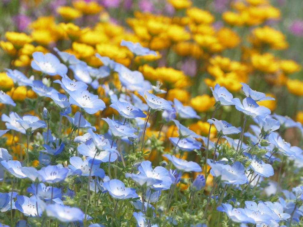 ネモフィラの投稿画像 By レモン さん 花のある暮らしと路傍の花とありふれた小景と青い花 19月4月17日 Greensnap グリーンスナップ