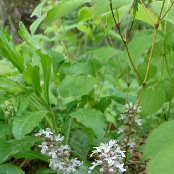 十二単衣の投稿画像一覧 Greensnap グリーンスナップ