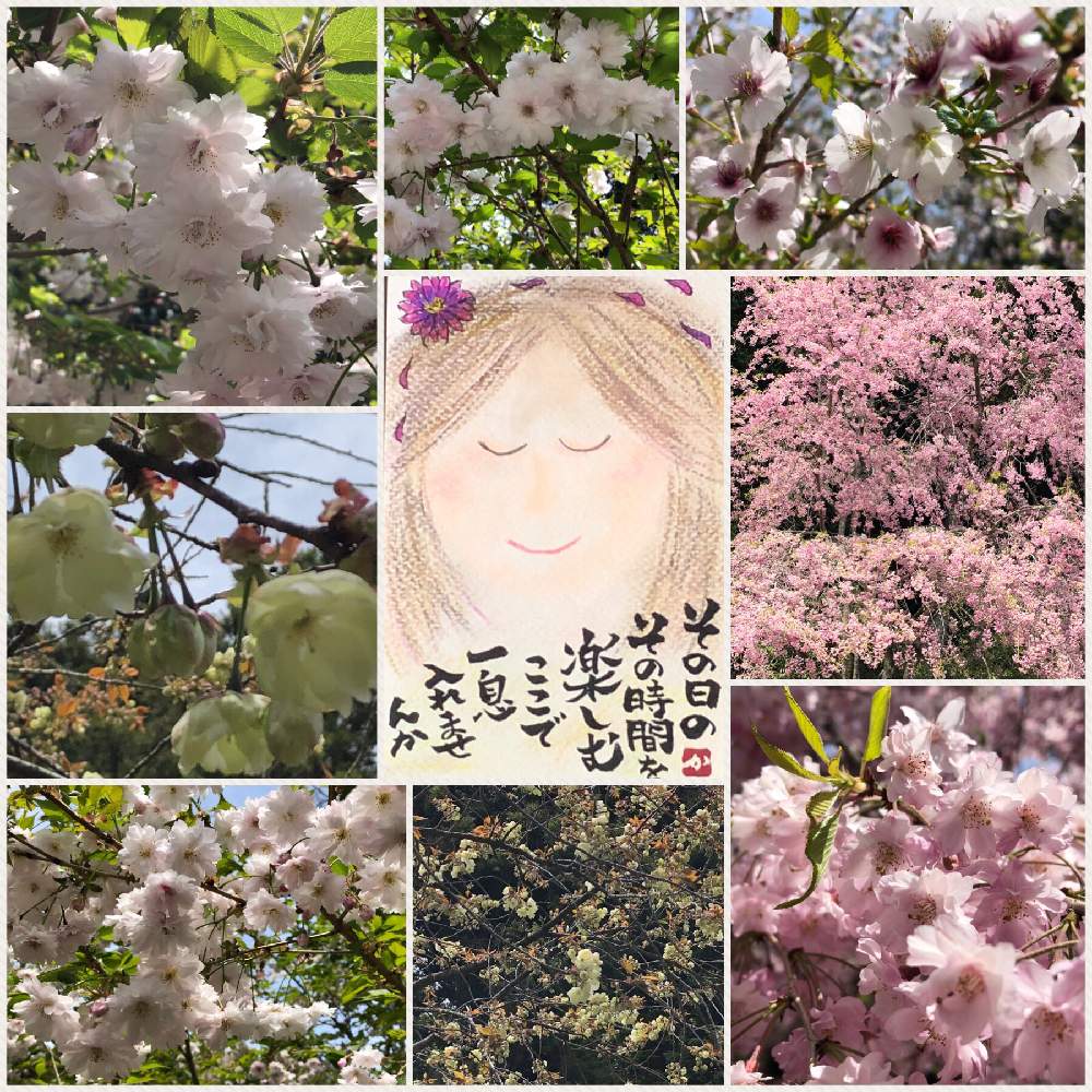 花のある暮らしの投稿画像 By 和花さん 笑顔になれる とさくら 桜 サクラとイラスト 19月4月 17日 Greensnap グリーンスナップ