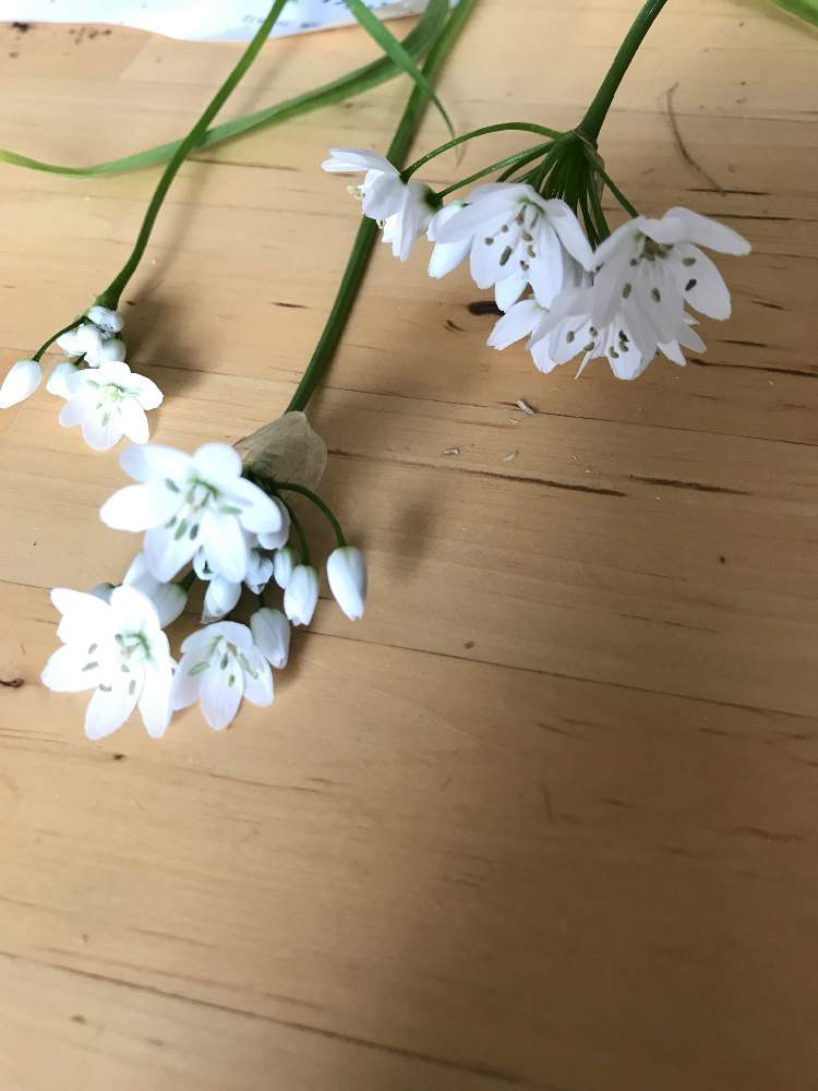 アリウム コワニーの投稿画像 By さんぽさん 花のある暮らしと白い花と花のある暮らしと白い花 19月4月17日 Greensnap グリーンスナップ Greensnap グリーンスナップ