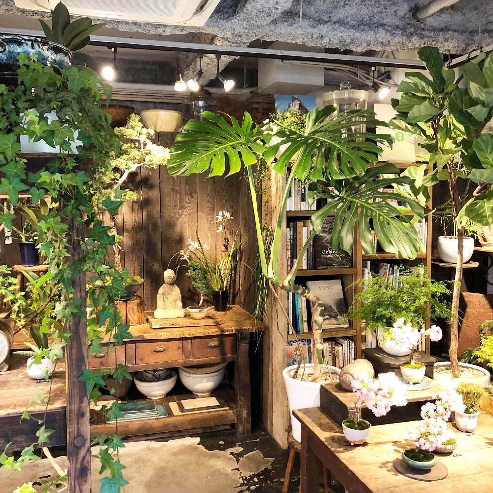 モンステラデリシオサの投稿画像 By Neo Greenさん へデラヘリックスと観葉植物とインテリアグリーンとneogreen 19月4月17日 Greensnap グリーンスナップ