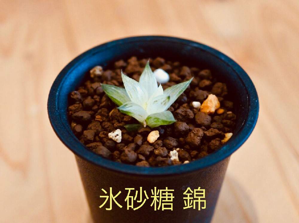 ハオルチア 氷砂糖 錦の投稿画像 By R S さん メルカリ販売中と多肉オヤジと初心者 19月4月17日 Greensnap グリーンスナップ