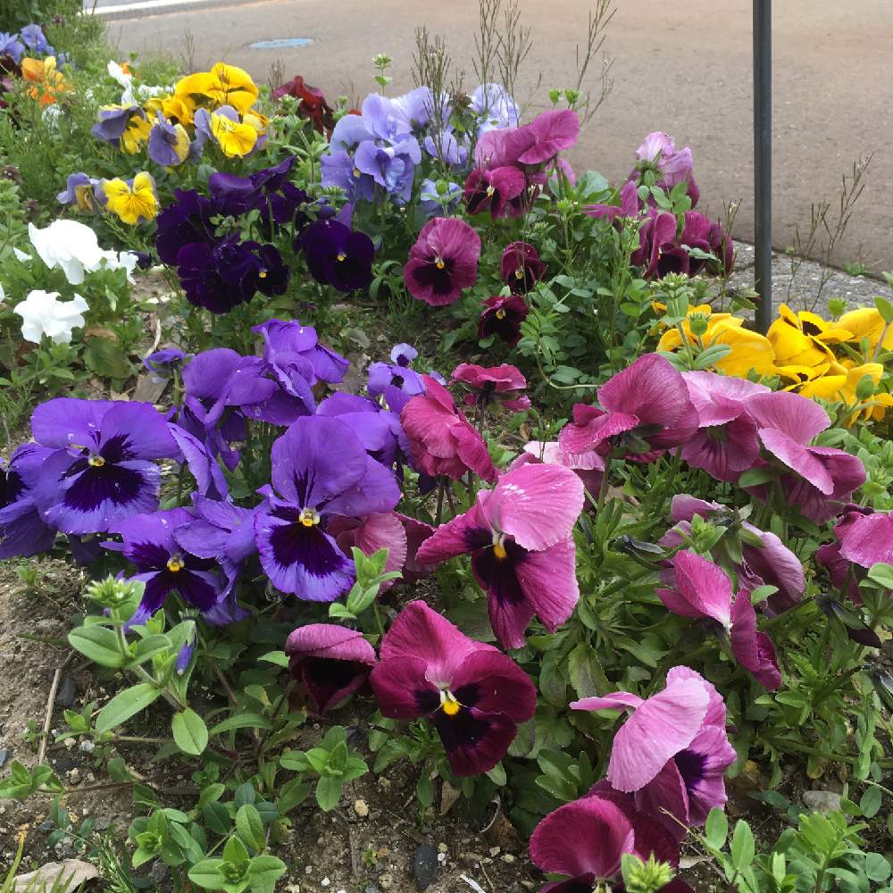 パンジーの投稿画像 By 徐庶さん 花壇と春爛漫 と雑草と春だよと花のある暮らし 19月4月17日 Greensnap グリーンスナップ