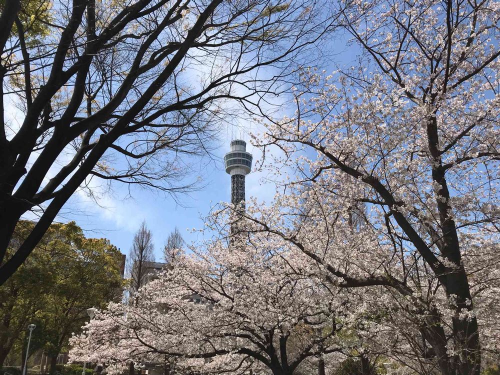 amiさんの山下公園への投稿