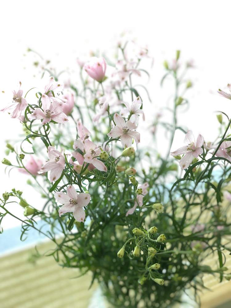 デルフィニュウムの投稿画像 By コロすけさん 花のある暮らしと花を買って帰ろうとピンクのお花 19月4月17日 Greensnap グリーンスナップ