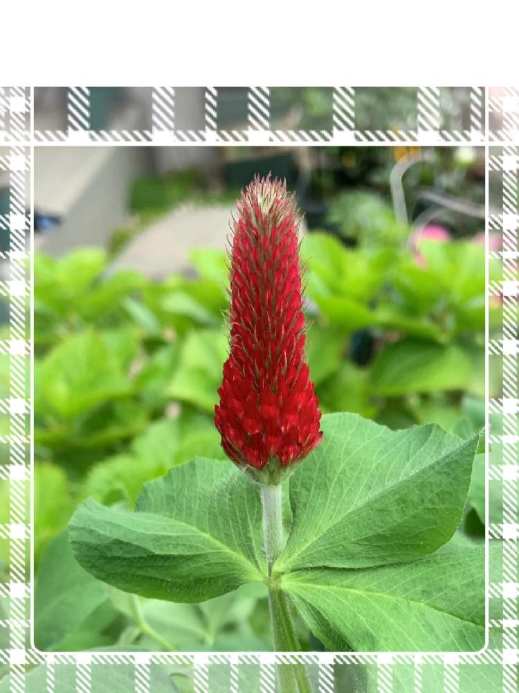 ストロベリーキャンドルとかすみ草のタネ撒いてみた Greensnap グリーンスナップ ストロベリーキャンドルとかすみ草のタネ撒いてみた Greensnap グリーンスナップ