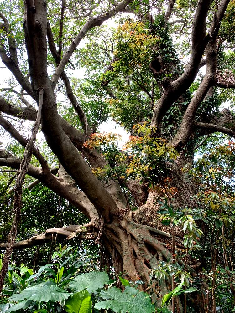 九州の投稿画像 By ポチ音さん ガジュマルと平成の風景と屋久島 とアコウの木と鹿児島と新緑と屋久島の植物と屋久島で見れる植物とガジュマル とタブノキ とお出かけ先と緑中毒と九州と ガジュマルと平成の風景と屋久島 とアコウの木と鹿児島と新緑と屋久島の植物