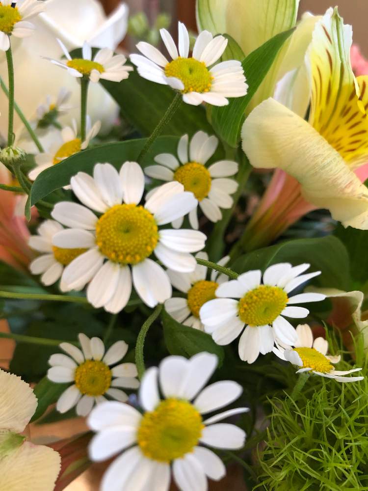 マーガレットの投稿画像 By まきちゃんさん 花のある暮らしとブーケと小さい花びらと白い花 19月4月17日 Greensnap グリーンスナップ