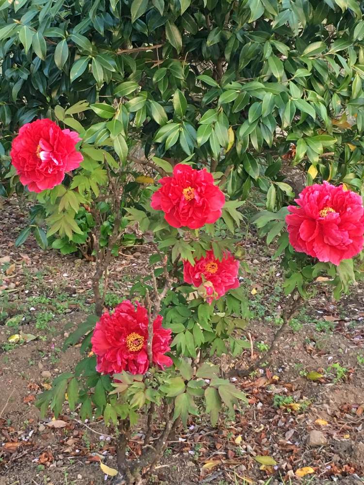 牡丹 ボタン の投稿画像 By 三毛猫さん 落葉小低木と実家の庭と春の花木と春の花 と赤い花と花のある暮らし 19月4月18日 Greensnap グリーンスナップ
