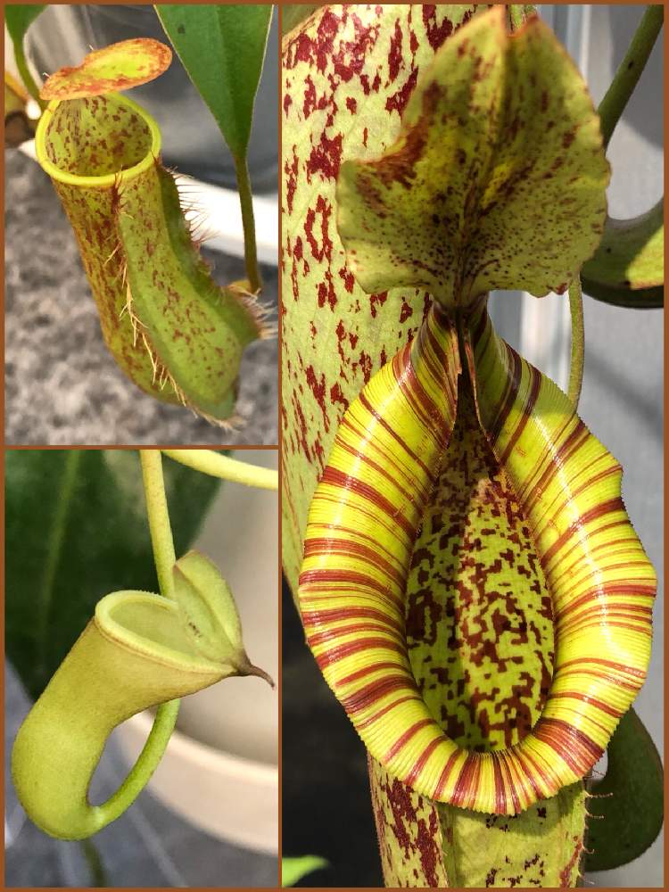 ウツボカズラの投稿画像 By Mマリリン凪翔mさん ピカピカとおみごと と今日のお花と素敵な色合いといい感じ と夢の島熱帯植物館とがんばって 19月4月18日 Greensnap グリーンスナップ