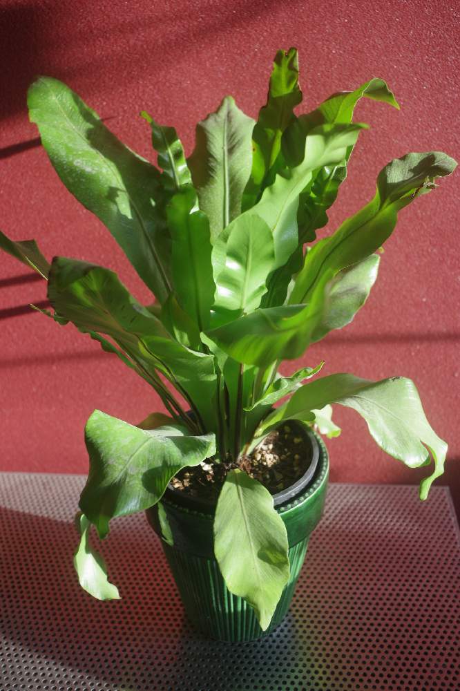 アスプレニウムの投稿画像 By Ryutanaさん アビスとシダ植物 19月4月18日 Greensnap グリーンスナップ