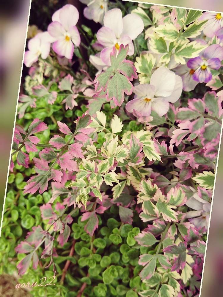 セリの投稿画像 By Naru22さん セリ フラミンゴと小さな庭と花のある暮らしと寄せ植えと私の癒し と花のある暮らしと寄せ植えと私の癒し 19月4月18日 Greensnap グリーンスナップ Greensnap グリーンスナップ