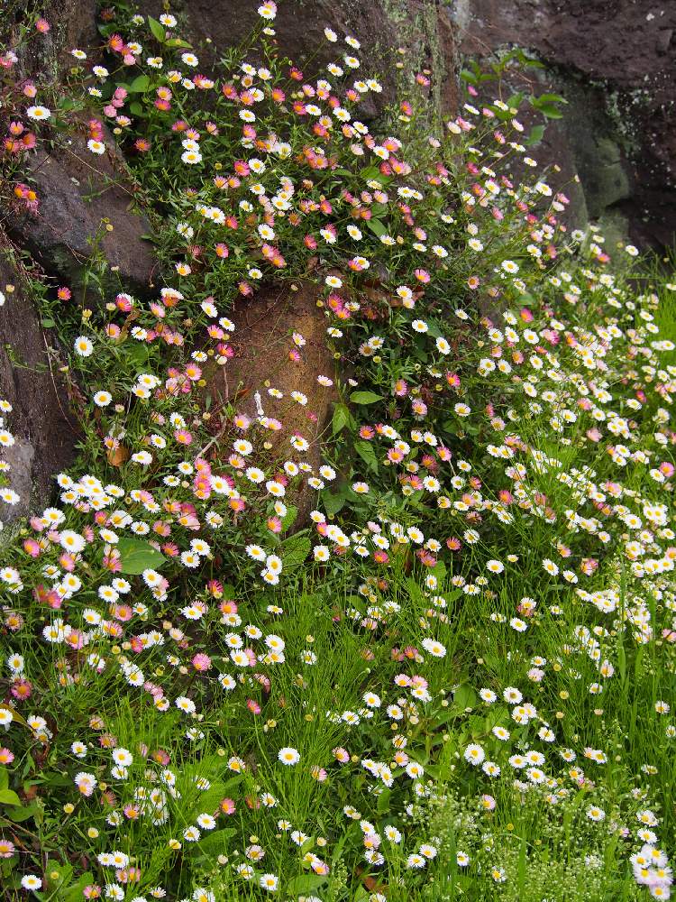 エリゲロンの投稿画像 By みらのさん ペラペラヨメナと花のある暮らしとガーデニングと春の庭と春の花たち 19月4月18日 Greensnap グリーンスナップ