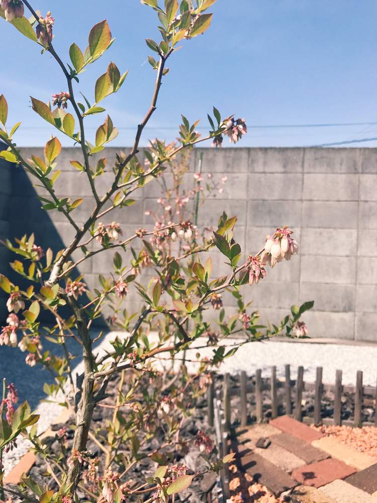 ブルーベリー ビッグデライトの投稿画像 By さっささん ブルーベリー ブライトウェルと果樹と花壇と庭のブルーベリーと植中毒とブルーベリーの花と花のある暮らしと地植え 19月4月18日 Greensnap グリーンスナップ