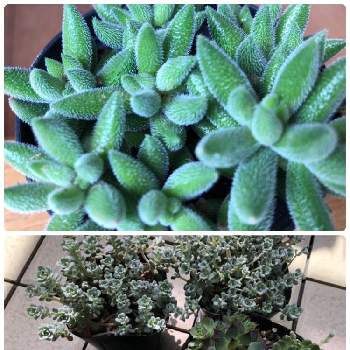 ナフコ多肉の投稿画像一覧 Greensnap グリーンスナップ