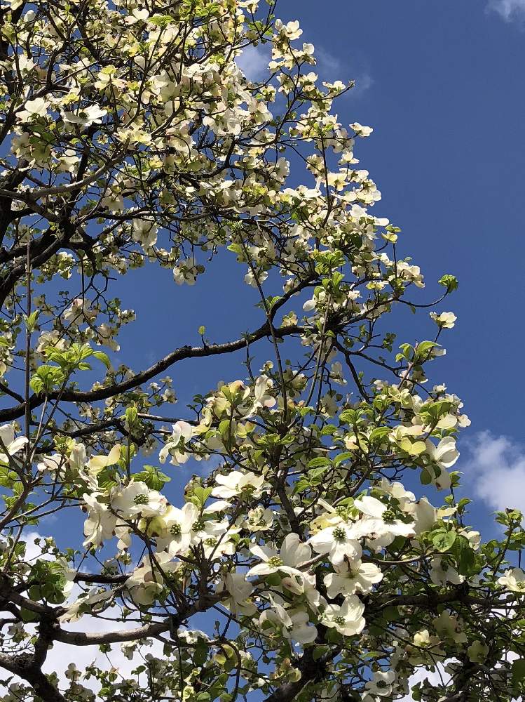 ハナミズキの投稿画像 By みきばさん 白い花と街の風景と街路樹と街路樹の花 19月4月18日 Greensnap グリーンスナップ