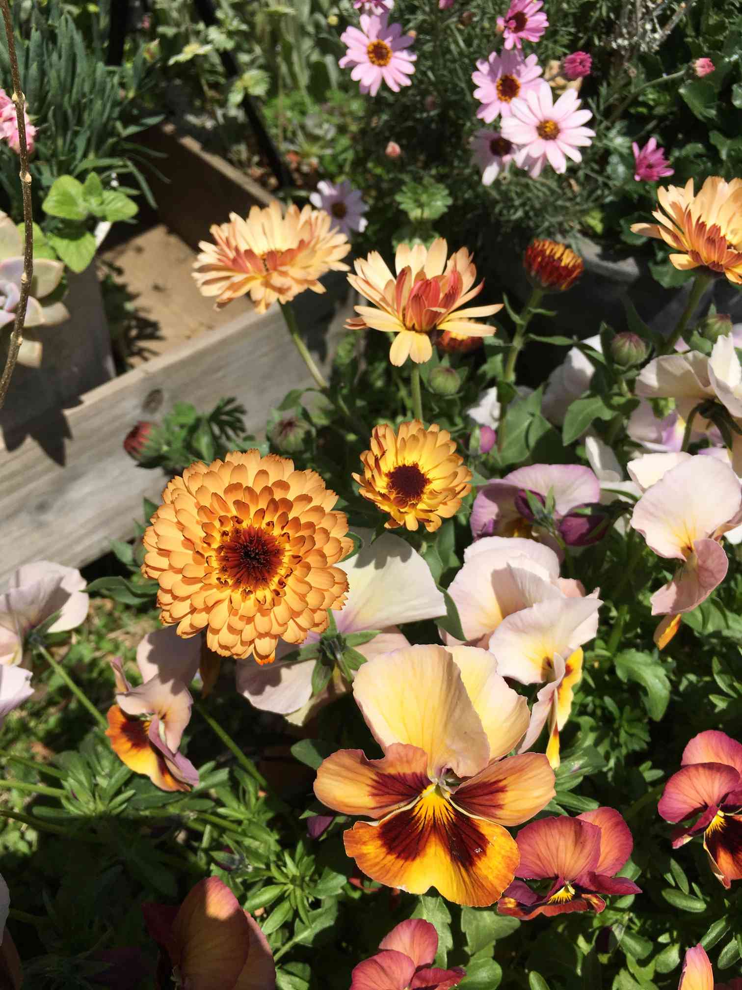 小さな庭にも春が来た。｜🍀GreenSnap（グリーンスナップ）