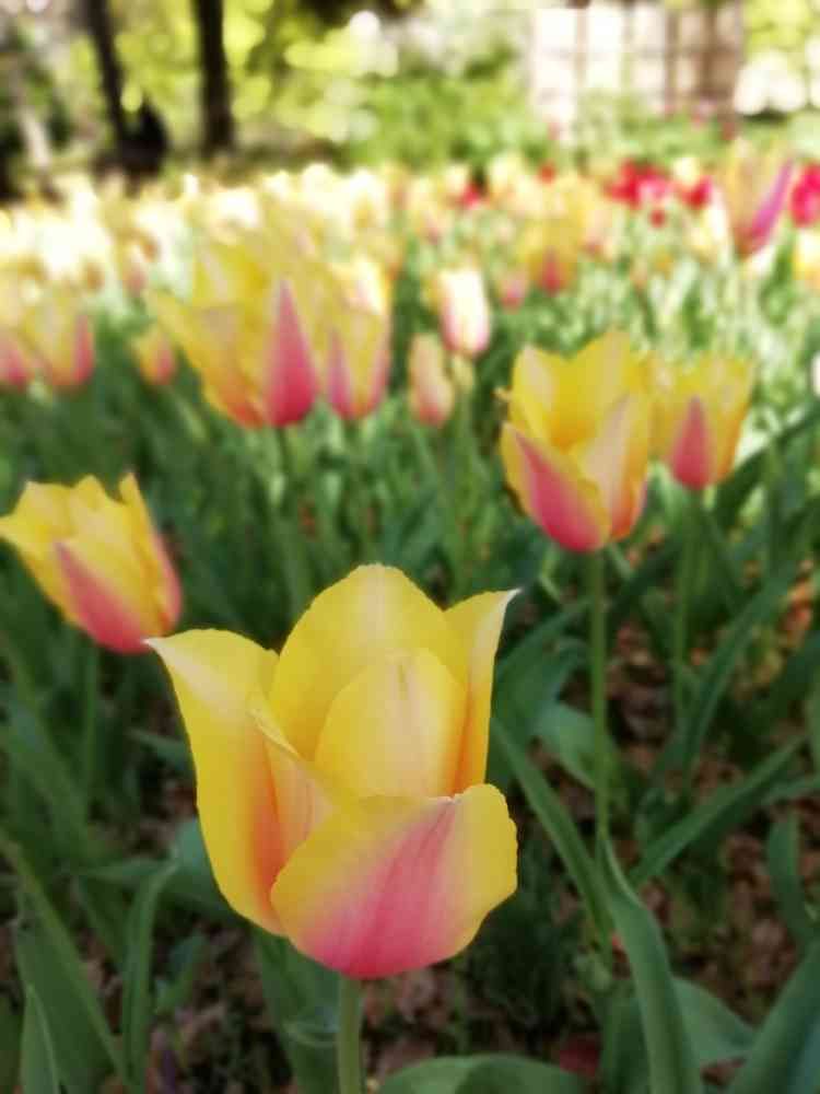 のんのん(^-^)さんの横浜公園への投稿