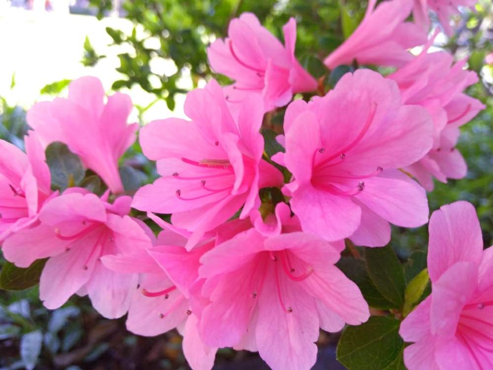 ツツジの投稿画像 By ミキさん 春のお花とピンクの花と花木と庭木とガーデニングと地植えと咲いた 19月4月18日 Greensnap グリーンスナップ