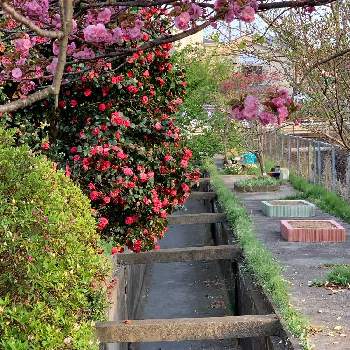 八重桜の季節の画像 by 淳 こさん | ピンクのと好きなものたちと幸せ色と八重桜の季節と大好きだょと帰り道の花びら