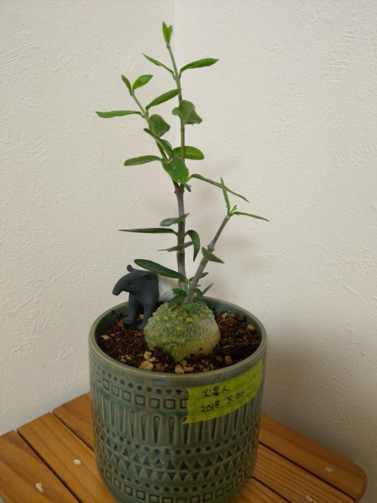 火星人の投稿画像 By Sakuさん フォッケア エデュリスとみどりのある暮らしと種からとコーデックスと実生と塊根植物と火星人実生と珍奇植物 19月4月18日 Greensnap グリーンスナップ