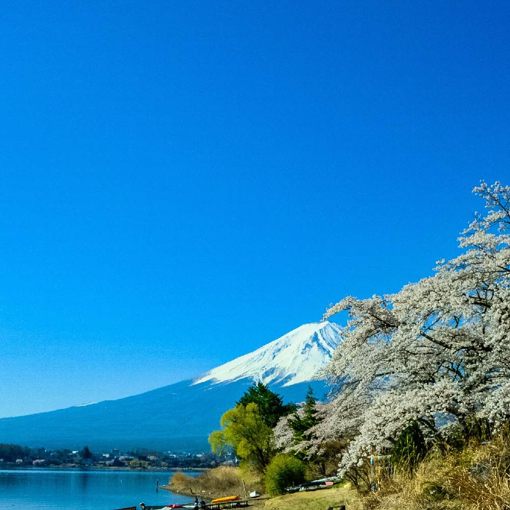 Fujifilm X T2の投稿画像 By ピッチさん 富士山と河口湖と富士山とさくらさくら 服部浩子とさくらさくら咲け咲けさくらと富士山津波と富士山 と河口湖と桜と 19桜 フォトコンテストと富士山河口湖桜と桜と河口湖と富士山と桜津波と桜特集とさくら さくら 咲け咲け