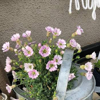 ジョウロ鉢の画像 by ラム☻さん | アプローチと素敵な庭にしたい！とシレネ✳︎とシレネシェルピンク☆と花のある暮らしとジョウロ鉢