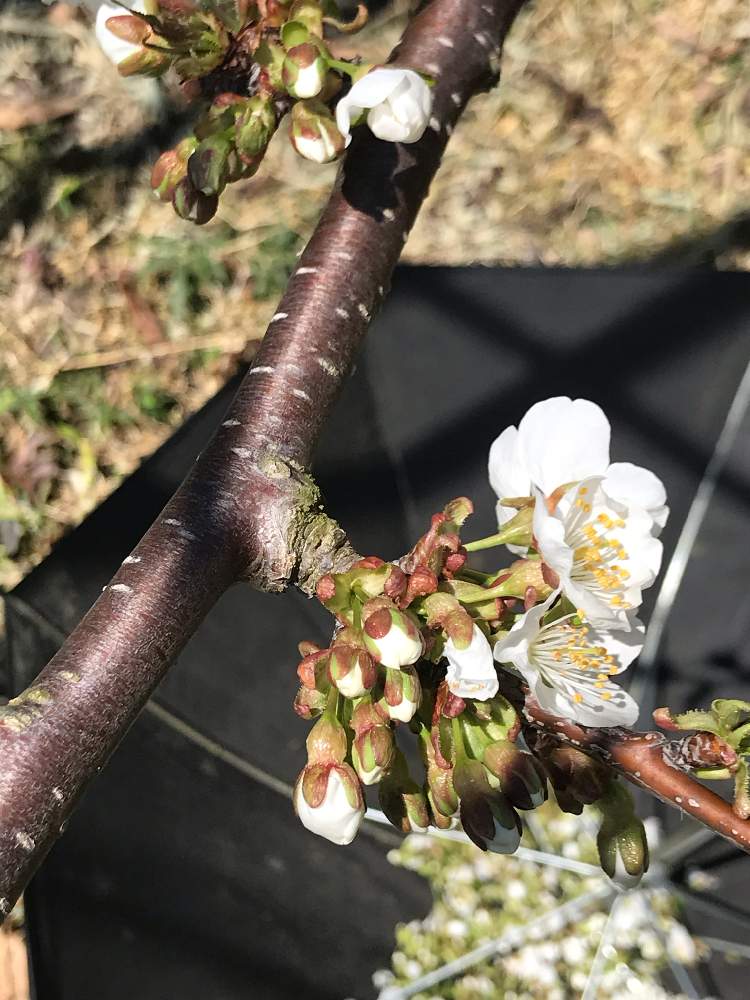 サクランボの投稿画像 By シェリーさん 果樹園と花芽のつぼみと花粉 2019月4月18日 Greensnap グリーンスナップ