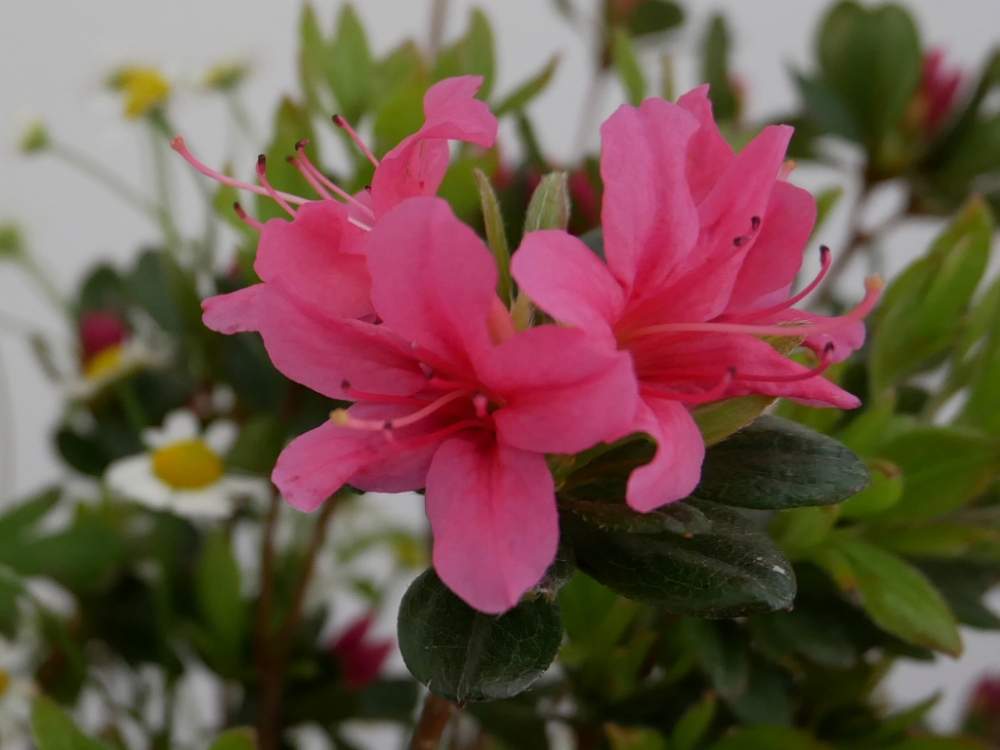 紅切りツツジの投稿画像 By 花の首飾りさん ツツジとピンクの花とgs映えと春色の花と枝物と花のある暮らしとかわいい 19月4月18日 Greensnap グリーンスナップ