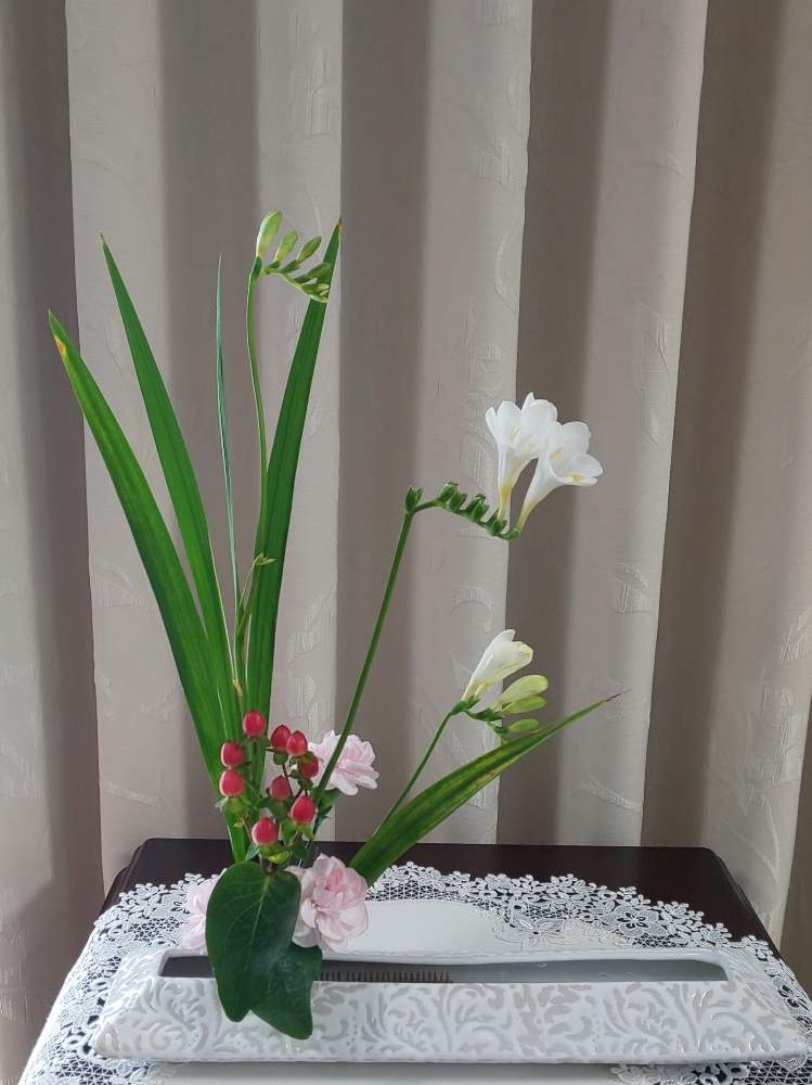カーネーションの投稿画像 By かめりあうさぎさん ヒペリカムとフリージアと花のある空間とお花が好きと生け花のある暮らしとお花が好き といけばなと花のある暮らしと生け花 19月4月19日 Greensnap グリーンスナップ