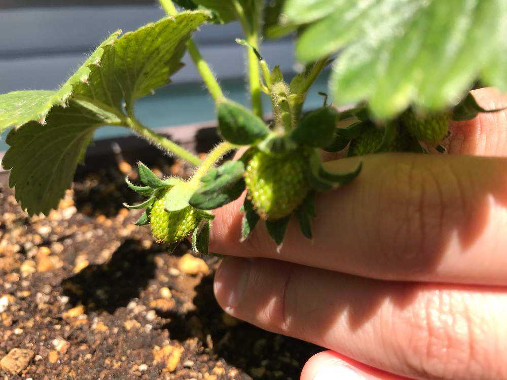 いちご クイーンベリー スーパージャンボ 観察 Greensnap グリーンスナップ