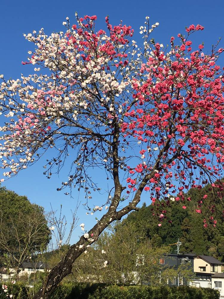 源平花桃の投稿画像 By 三毛猫さん 花のある暮らしと春の花木と咲き分けと春の足音 19月4月19日 Greensnap グリーンスナップ