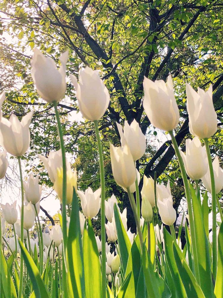 Sachiさんの横浜公園への投稿