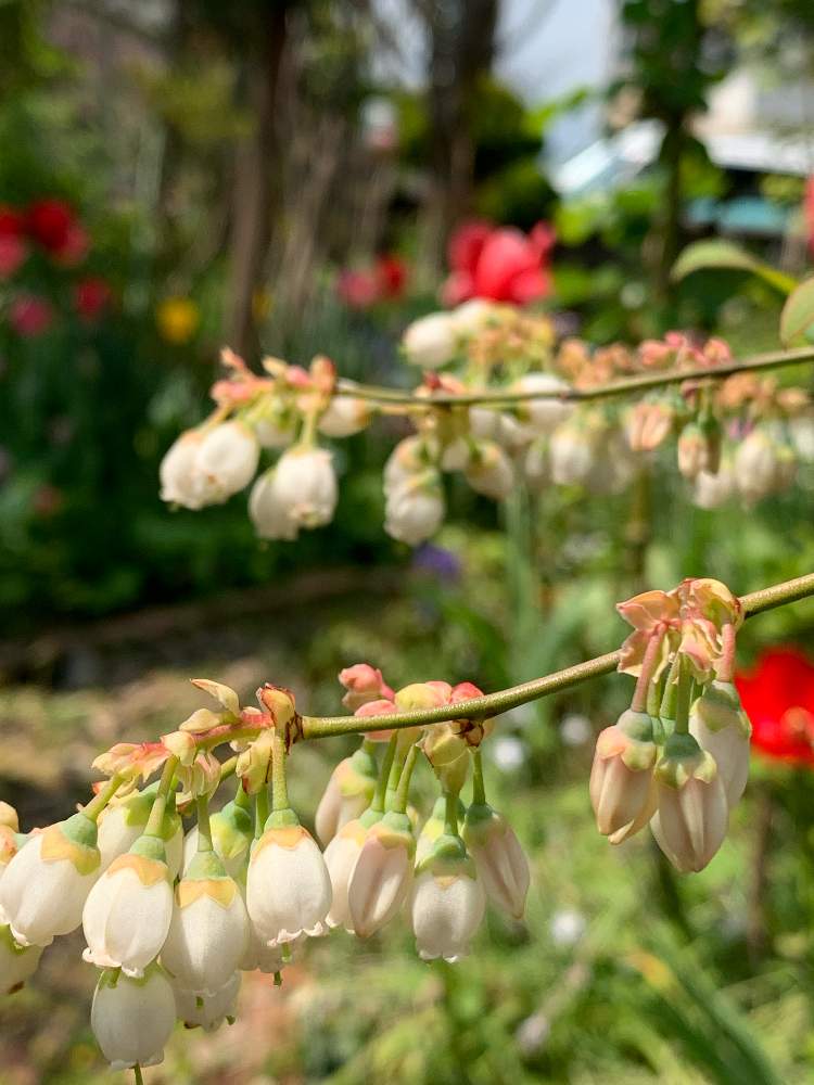 小さな庭の画像 by 淳 こさん | 小さな庭と春の日差しのもとでと白い花さんと好きなものたちと幸せ色と大好きだょと小さな花たちとまぶしぃとやさしい色たちとみんなに♡を