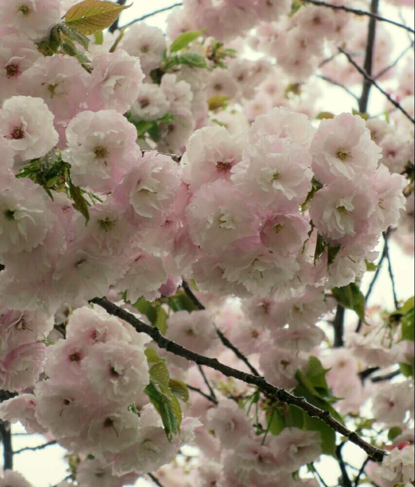 さくら サクラ 桜の投稿画像 By ぺこりん さん 花笠と公園の樹木と東山植物園と樹木の花と樹木と 19桜 フォトコンテストと公園とピンク ピンクとgs映えとgs日和と散歩とボタニカルスポットとおでかけ先と東山動植物園 桜マップ19 とお散歩とお出かけ先にて